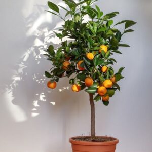 ต้นส้ม
